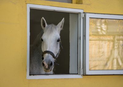 Fotoreportage Reittherapie Ebelsberg